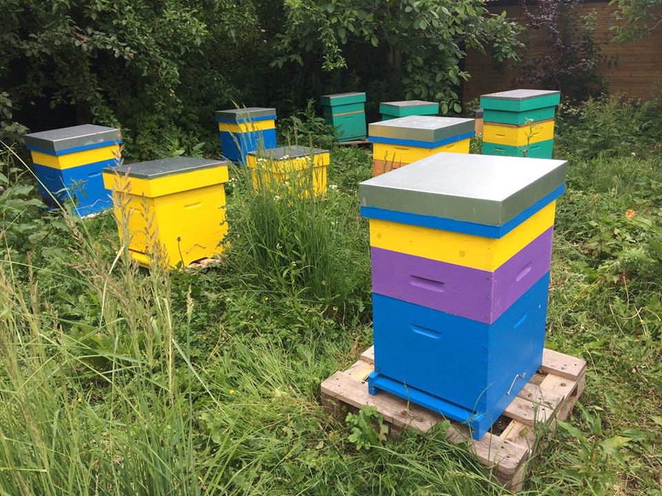 Les Mûres ont des abeilles - Reportage RPL Radio Arnaud DARRAS